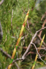 Restio paniculatus
