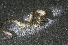 Protobothrops cornutus