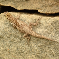 Stenocercus crassicaudatus