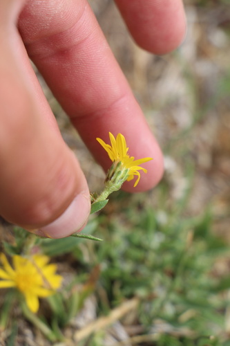 lance-leaved goldenweed (Pyrrocoma lanceolata)