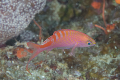 Pyronotanthias lori