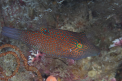 Canthigaster janthinoptera