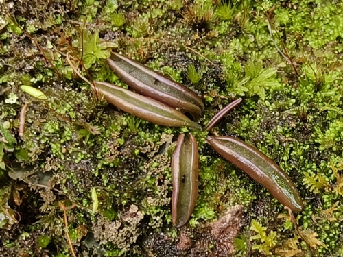 A small butterwort rosette has narrow reddish-brown leaves with raised pale margins.