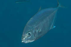 Craterognathus plagiotaenia