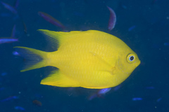 Amblyglyphidodon aureus