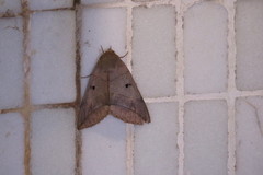 Thyas juno