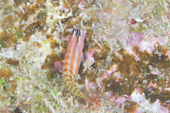 Ecsenius fijiensis