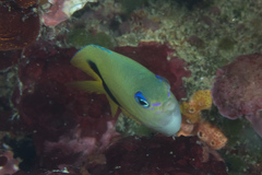 Plectroglyphidodon johnstonianus