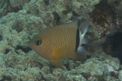 Plectroglyphidodon dickii