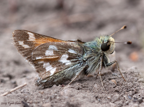 Juba Skipper