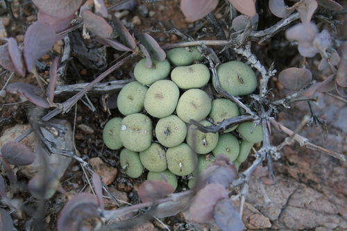 Mesembryanthemum johannis-winkleri Dinter