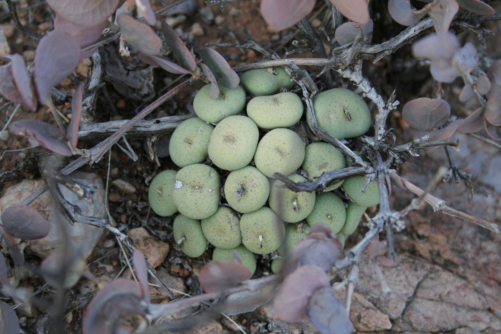 Mesembryanthemum subrisum N.E.Br. 2