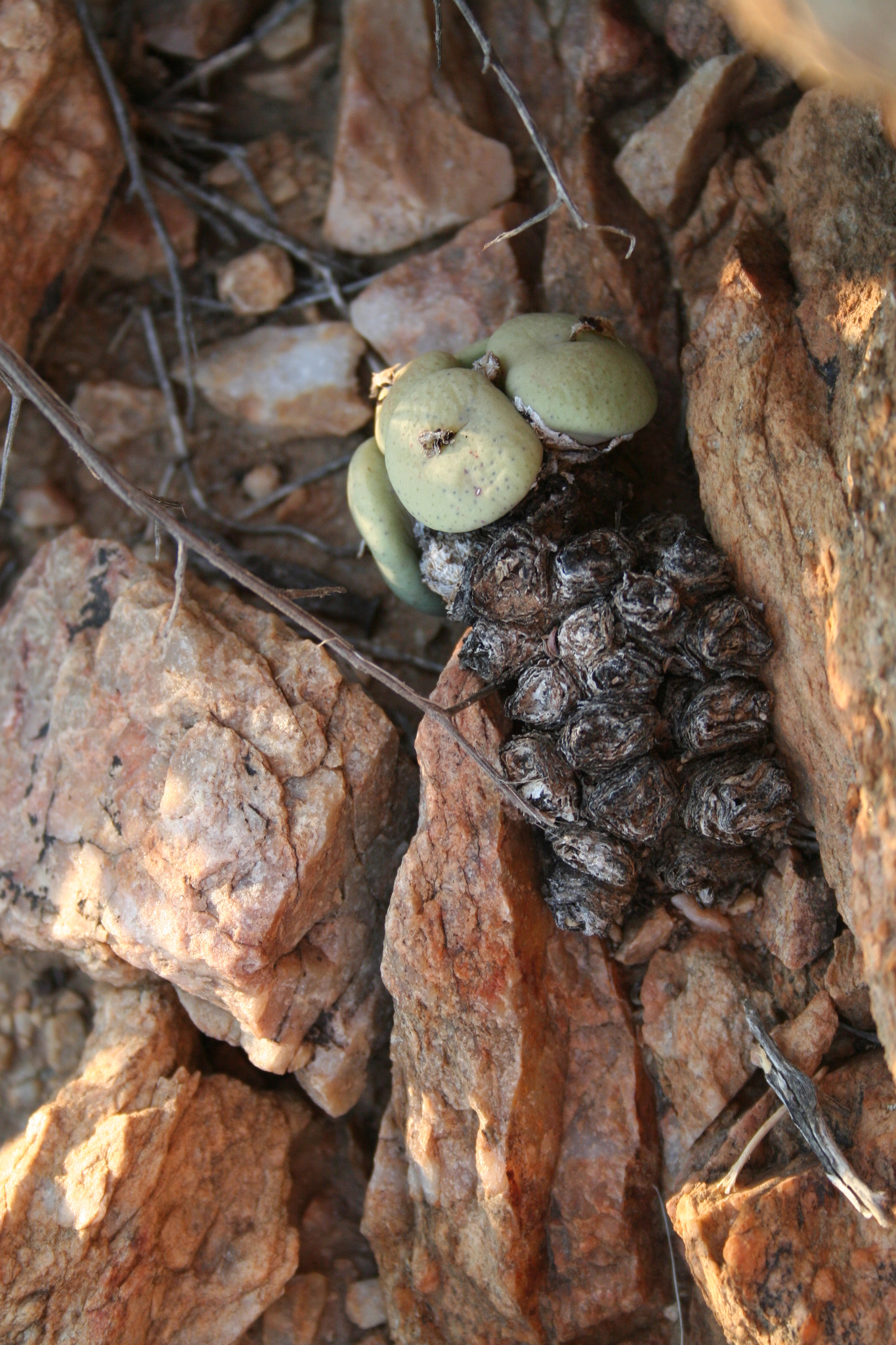 Mesembryanthemum subrisum N.E.Br. 3