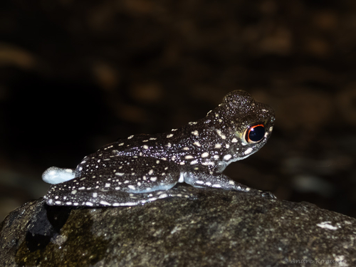 Staurois latopalmatus