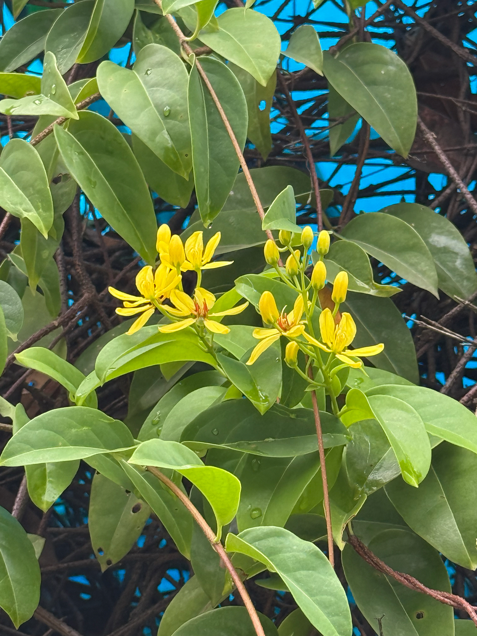 Tristellateia australasiae — ảnh 3