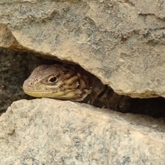 Stenocercus crassicaudatus