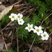 Oxalis tenuifolia - Photo (c) Marco Schmidt, algunos derechos reservados (CC BY-NC-SA), uploaded by Marco Schmidt
