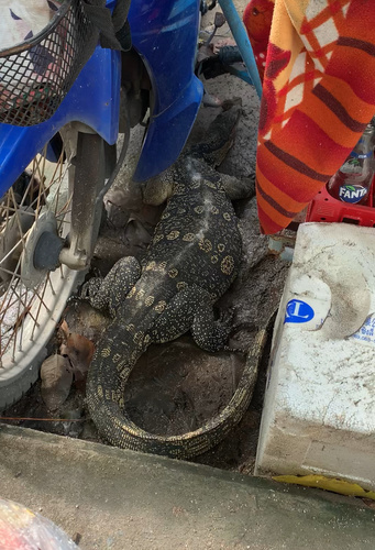 Indomalayan Water Monitor