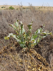 Gomphocarpus glaucophyllus