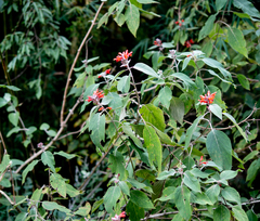 Colquhounia coccinea