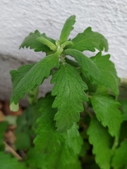 Caryopteris × clandonensis