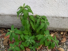 Caryopteris × clandonensis