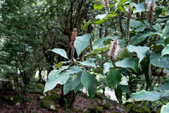 Leucosceptrum canum