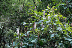 Leucosceptrum canum