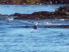 Cepphus grylle arcticus
