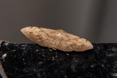 Anticarsia irrorata