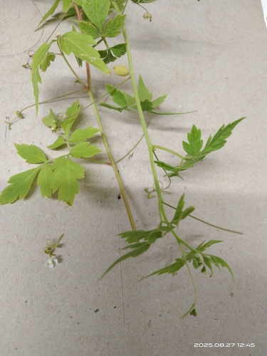 Balloon vine (Cardiospermum halicacabum)