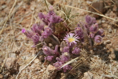 Image of Mesembryanthemum inachabense
