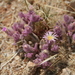 Mesembryanthemum longipapillosum - Photo (c) Marco Schmidt, μερικά δικαιώματα διατηρούνται (CC BY-NC-SA), uploaded by Marco Schmidt