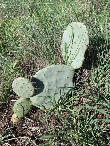nopal tapón