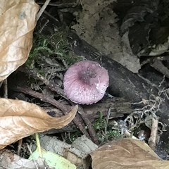 Leucoagaricus roseilividus