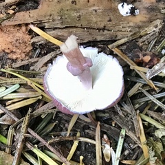 Leucoagaricus roseilividus