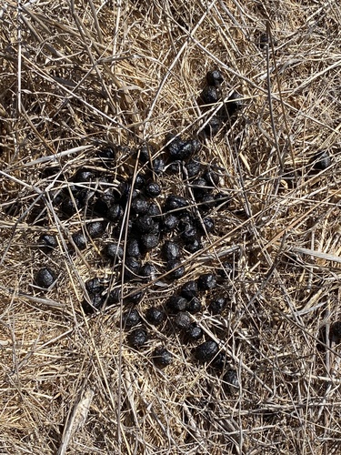 iNaturalist observation photo of Mule Deer
