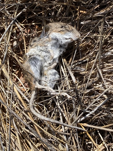 iNaturalist observation photo of Gambel's Deer Mouse