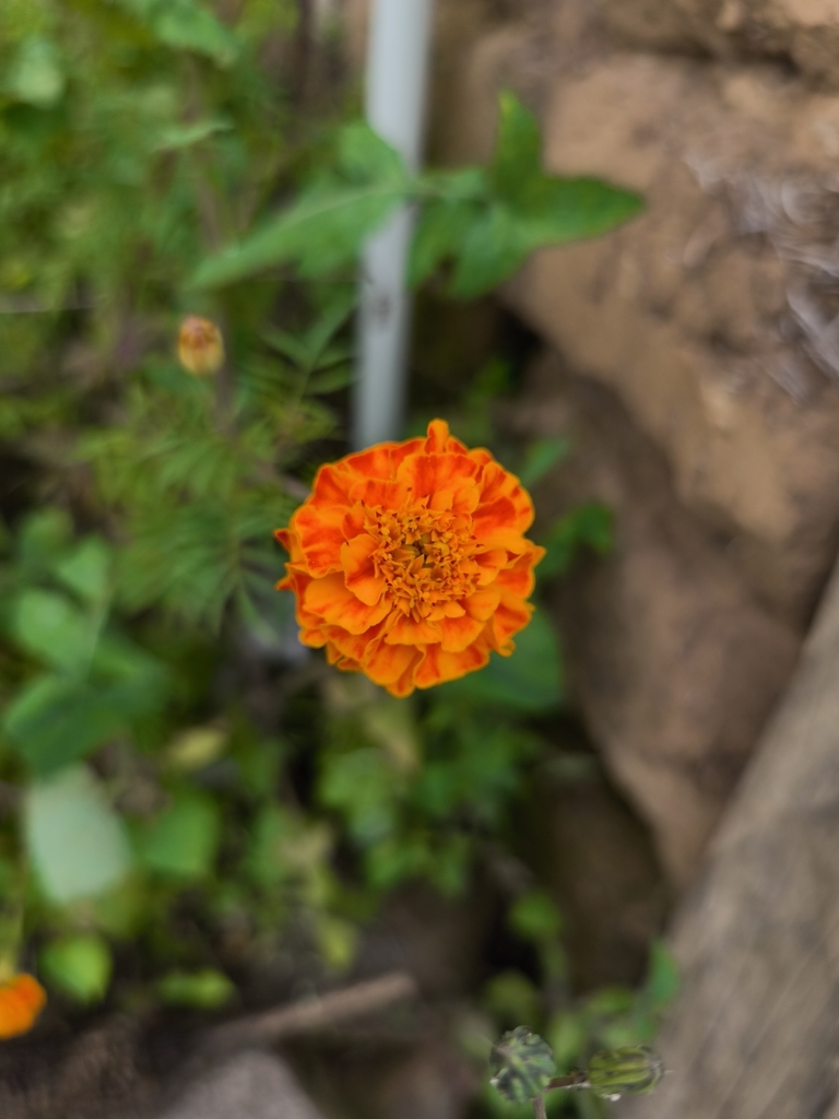 Tagetes patula