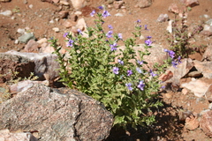 Jamesbrittenia fruticosa