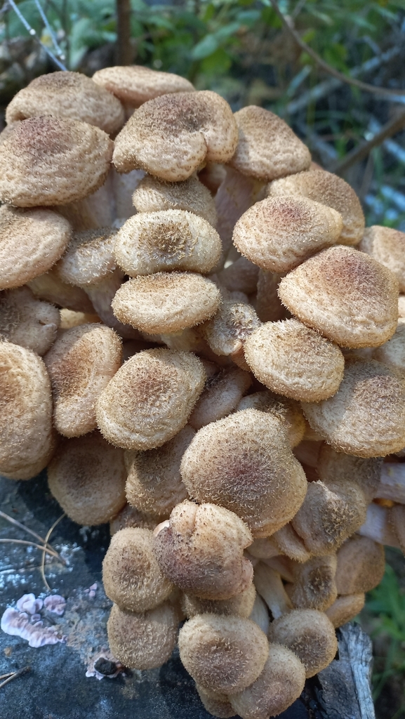 Armillaria borealis · August 2025 · photo: © olkairkutsk (iNaturalist, cc-by)