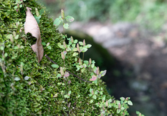 Elsholtzia strobilifera