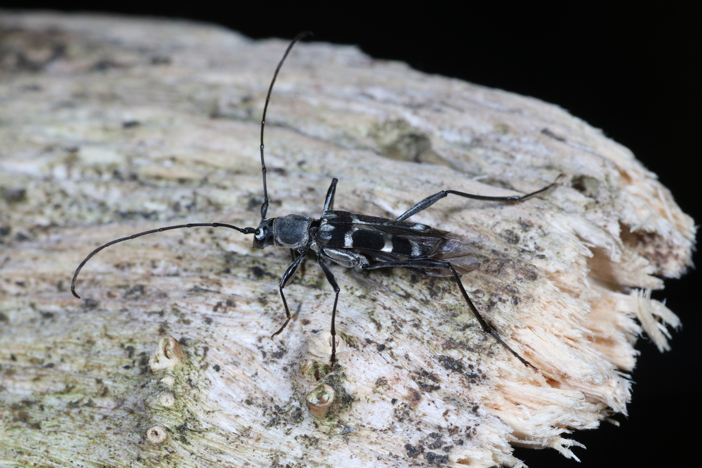 Acrocyrtidus argenteus