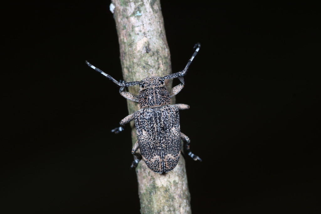 Anagelasta apicalis