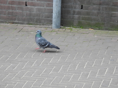 Columba livia domestica