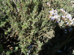 Limonium carolinianum