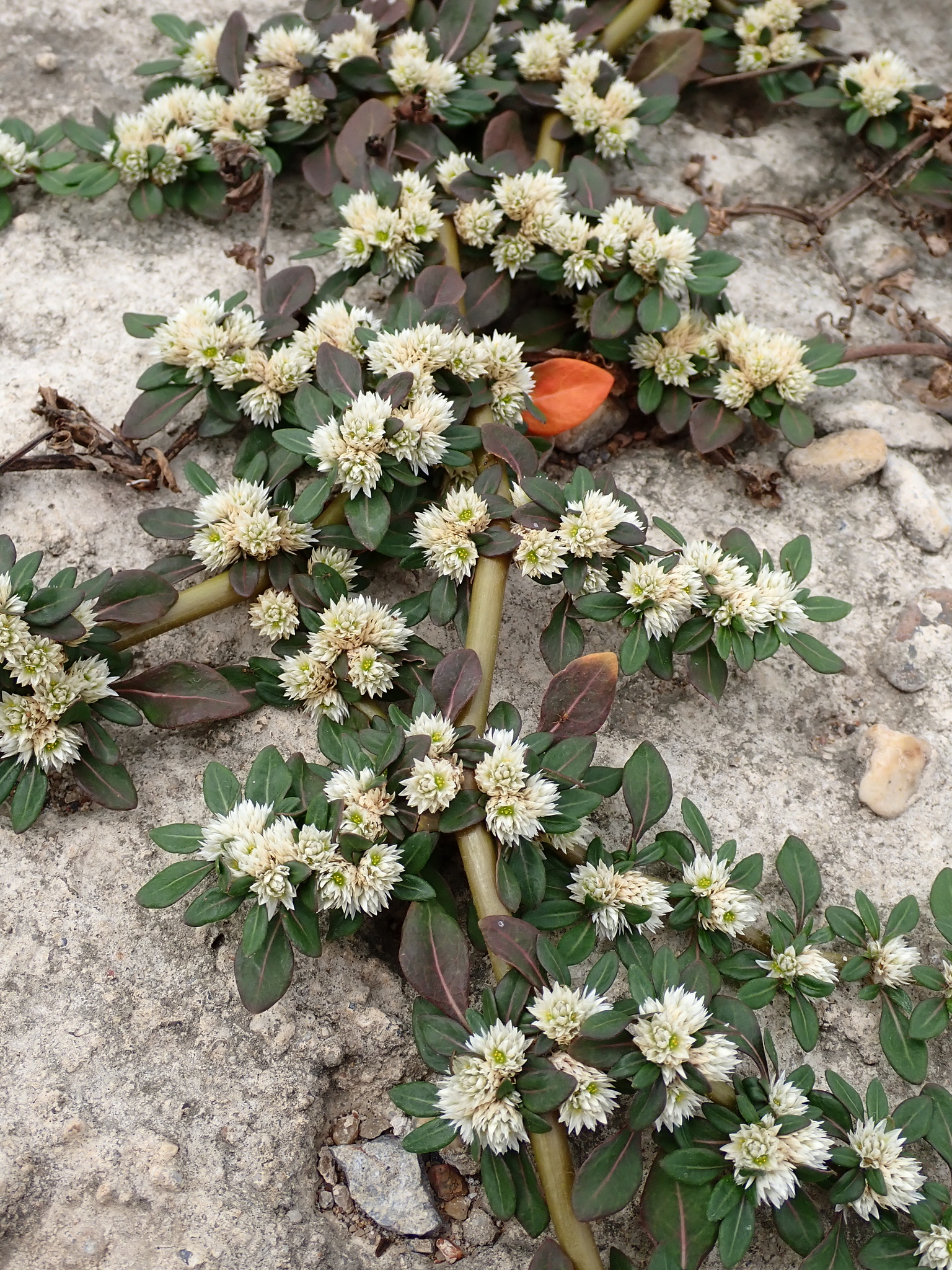 Smooth Joyweed (Alternanthera paronychioides)