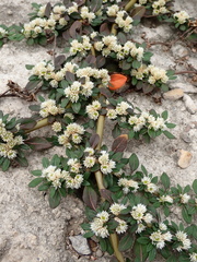 Herbe De Paronychia (Alternanthera paronychioides)