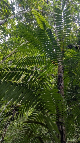 Lomagramma sinuata observed 2025-08-25