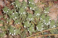 Sideritis romana